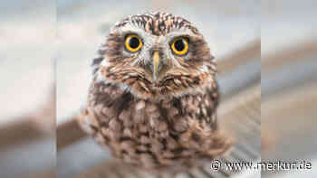 Frau hält Kauz als Haustier: „Pseudogutmenschen können mir gepflegt den Buckel runter rutschen“