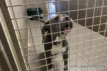 13 Staffords in beslag genomen: “Leefomstandigheden voor mens en dier waren schrijnend”