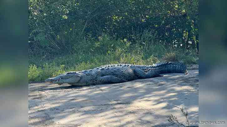Man airlifted to hospital after crocodile bite in Florida's Everglades