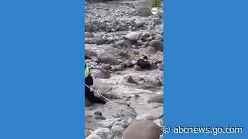 WATCH:  Agents rescue dog from swollen river in Peru
