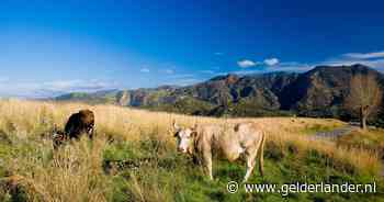 Italiaanse maffia strijkt met ‘spookkoeien’ miljoenen aan Europese subsidie op