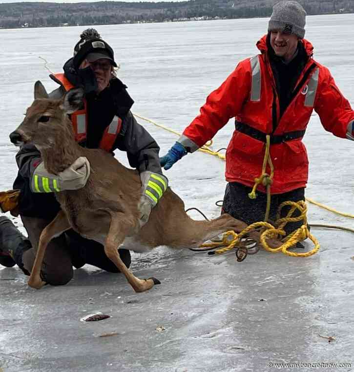 Father and son rescue deer on Golden Lake