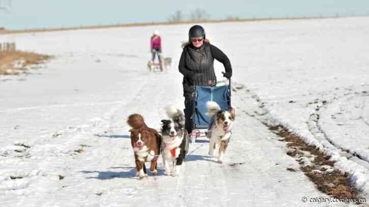 'Build a community': Alberta dog sledding group welcomes pooches of all breeds and speeds