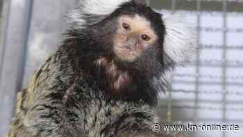 Mann entdeckt Affe auf seiner Terrasse – mit Banane eingefangen