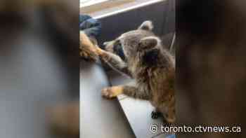 Video shows raccoon wandering around Scarborough McDonalds