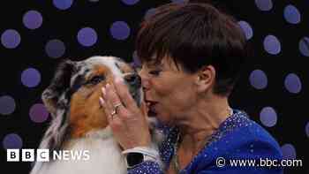 Crufts: Viking crowned best in show