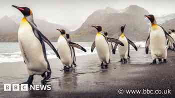 Bird flu infects penguins at famous wildlife haven