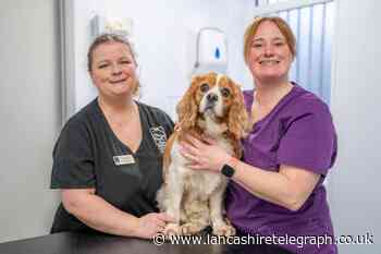Stanley House vets advice to owners of overweight pets