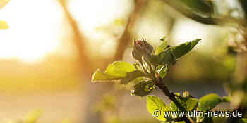 Frühe Apfelblüte steht bevor - Ernte durch Frost gefährdet