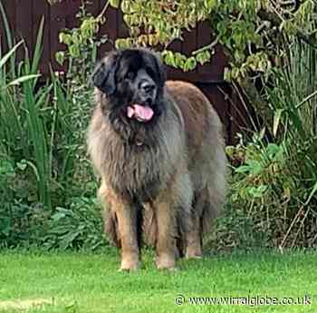 Animal hospital helps stop Ellesmere Port dog going blind