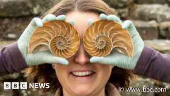 Captain Cook shells saved from skip go on display