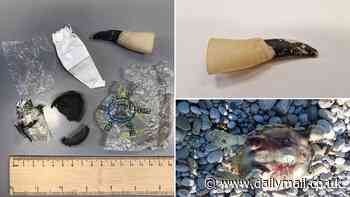 The sea turtle that swallowed a rubber witch's finger: Heartbreaking images show the devastating impact of Earth's plastic pollution