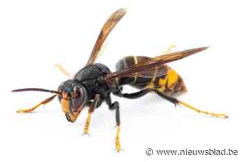 Imkers plaatsen vallen tegen Aziatische hoornaars
