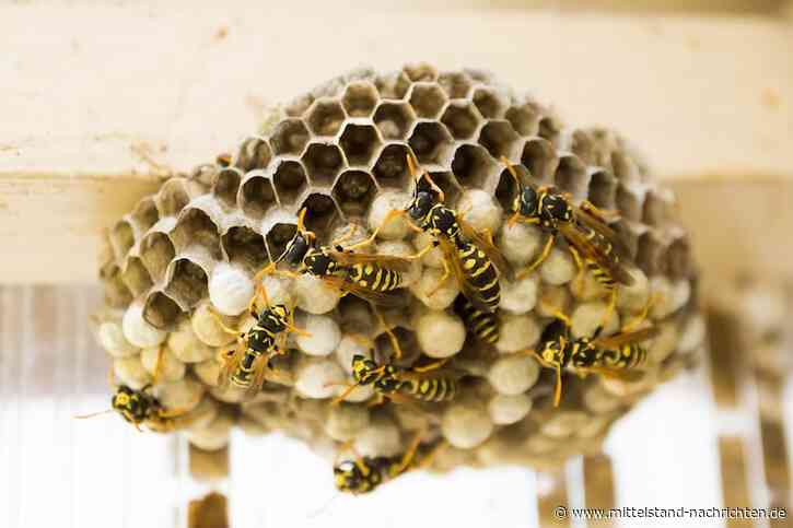 Wespen im Unternehmen – diese Maßnahmen sind erlaubt