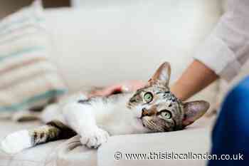 Cat owners 3 month warning to avoid £500 fine before new law