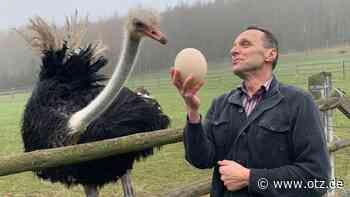 Zu Besuch beim größten Vogel der Welt im Saale-Holzland-Kreis