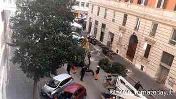 Via dei Gracchi, tagliati tutti gli alberi. Il comune promette di piantarne il doppio