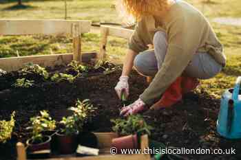 Stunning Garden: How to win a £100 National Garden gift card