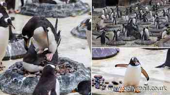 Edinburgh Zoo's gentoo penguins have started building 'sex nests' to lure in lovers ahead of mating season