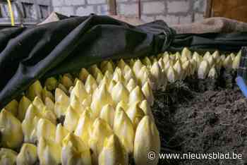 Witloofboer riskeert celstraf van 2 jaar voor seksisme: “Hij toont een totaal gebrek aan respect voor vrouwen”