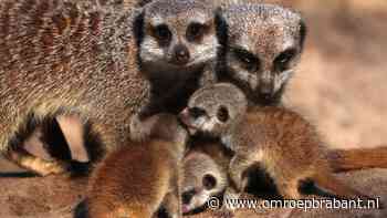 Drie pasgeboren stokstaartjes voor het eerst buiten in de Beekse Bergen