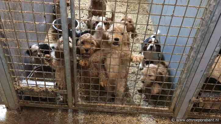 Hoe illegale puppyfabriek van omstreden fokker te werk ging: een overzicht