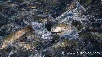 Tire makers say lawsuit over fish-killing chemical sidesteps EPA