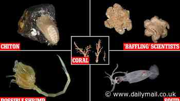 Deep sea expedition uncovers more than 100 never-before-seen species off the coast of New Zealand - including one cauliflower-like creature that has left scientists 'baffled'
