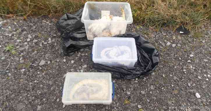 27 tote Schlangen an Straßenrand in Wales entdeckt
