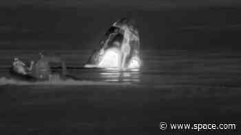 SpaceX's Crew-7 capsule returns 4 astronauts to Earth with predawn splashdown (video)