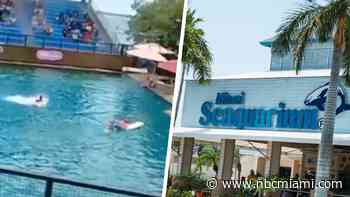 Miami Seaquarium demands Miami-Dade County rescind eviction notice