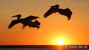 Pelicans a sure sign of spring in Saskatchewan