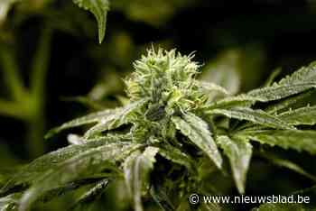 Politie ontdekt cannabisplantage in loods achter rijhuis in Deurne