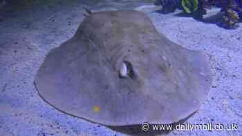 New ultrasound of Charlotte the 'virgin stingray' shows her pups alive and well in the womb - and she could give birth ANY DAY