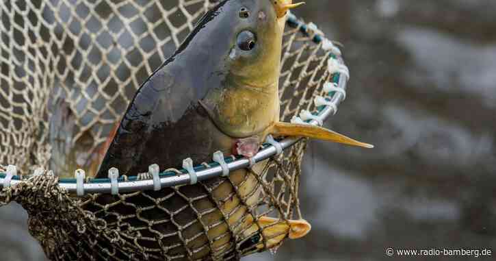 Spaziergänger finden 80 lebende Karpfen: Polizei ermittelt