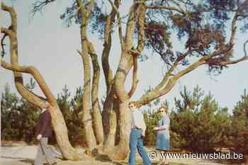 Merkwaardige Achtzalighedenboom viert 200ste verjaardag: gemeente zoekt oude familiefoto’s bij Lils natuurmonument