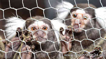 Tierischer Überraschungsgast in Oberbayern: Äffchen auf Terrasse gesichert und gerettet