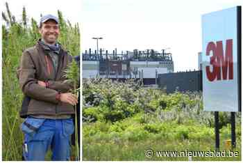 Imagoschade is groter dan compensatie van 3M volgens land- en tuinbouwers: “Er is nochtans niks mis met mijn groenten”