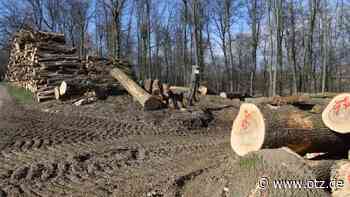 „Kahlschlag“ bei Camburg? Baumfällungen werden überprüft