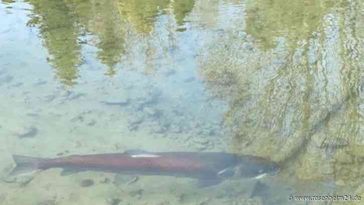 „Kleine Sensation“: Wie kommt der Riesen-Huchen in den seichten Bad Aiblinger Triftbach?