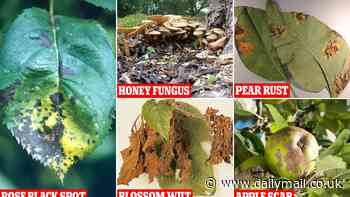 Experts reveal the 10 diseases that could wreak havoc on your garden - from slime flux to honey fungus