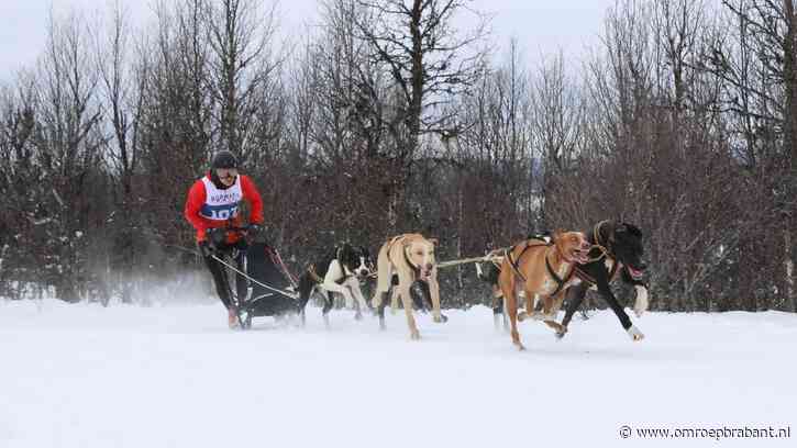 Sleehondenkoppel rijgt prijzen aaneen: 'Gebrek aan sneeuw maakt ons sterk'