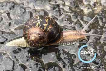 COLUMN Limburgs Landschap - Kruipend schuurpapier