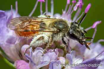 Die Sandbiene gibt es nur in Amelunxen