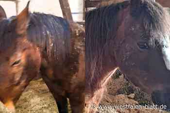 Steinheim: Gnadenhof-Tiere in großer Not