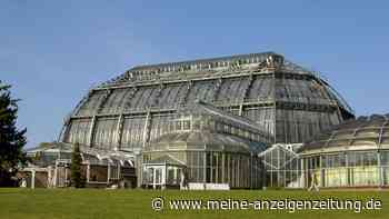 Wie in der Südsee: Die fünf schönsten Palmengärten Deutschlands