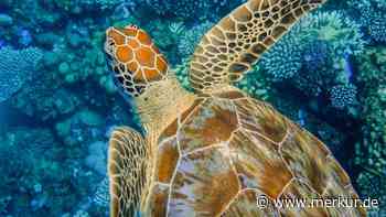 Neun Menschen nach Verzehr von Sansibar-Delikatesse tot – 78 weitere im Krankenhaus