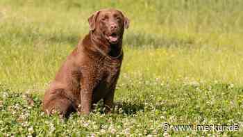 Wieso manche Labradore immer Hunger haben: Neue Studie zeigt überraschende Erkenntnisse