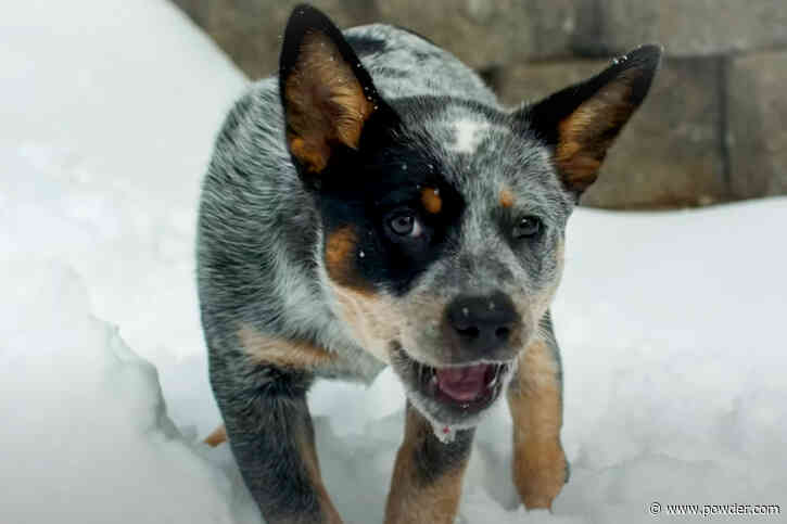 Meet Dolly, Jackson Hole's Newest Avalanche Rescue Dog In Training