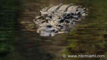‘They're very shy animals': Wildlife expert explains rarity of crocodile bite at Everglades National Park